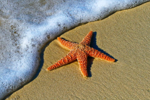 Starfish